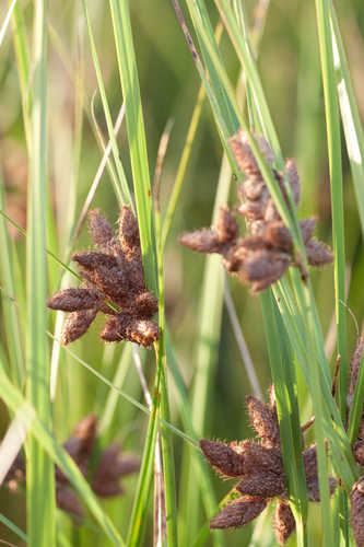 Bolboschoenus robustus #2